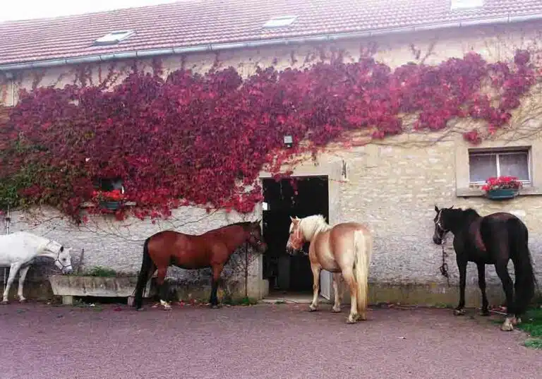 SFE équithérapie Sarthe Le Mans-3